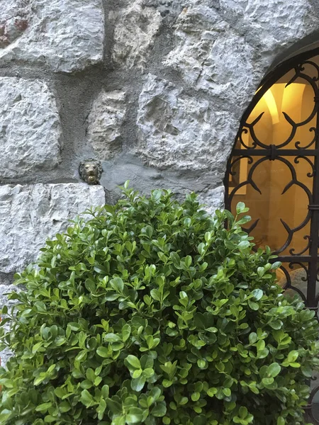taş duvar ve pencere yakınında yeşil Bush gündüz görünümü 