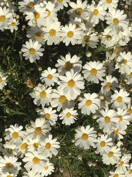 çiçek açması Marguerite papatyalar gündüz closeup görünümünü