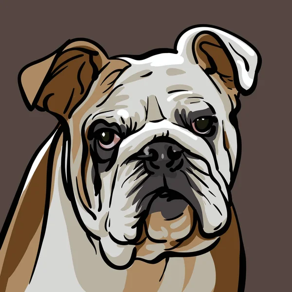 Dog bulldog. Illustration. — Stock Vector