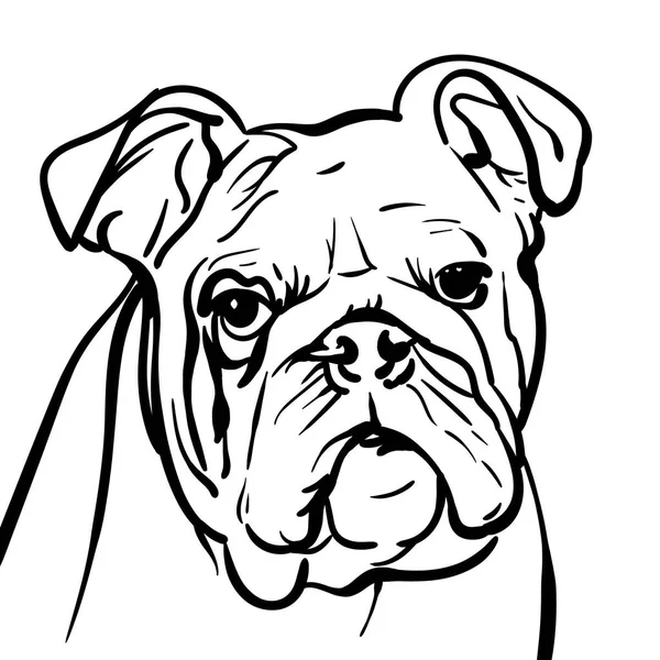 Kutya bulldog. körvonalak illusztráció. — Stock Vector