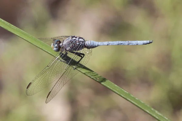 Orthetrum chrysostigma the epaulet skimmer is a grayish-blue dragonfly very common in stagnant waters in Andalucia like to perch in reeds along the shore — Stock Photo, Image