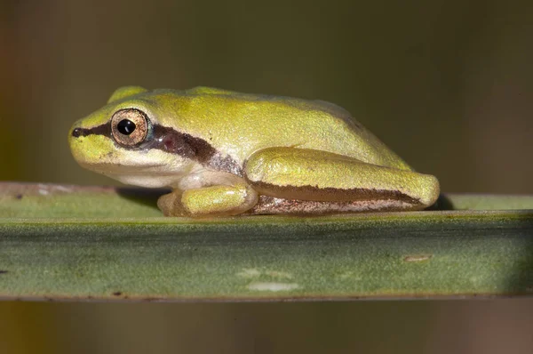 Hyla meridionalis Mediterranean tree frog beautiful immature specimens of this small tree frog perched on Asphodelus leaves in a flooded area — Stock Photo, Image