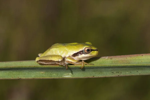 Hyla meridionalis Śródziemnomorska żaba drzewna piękne niedojrzałe okazy tej małej żaby drzewnej siedzącej na liściach Asphodelus w zalanym obszarze — Zdjęcie stockowe