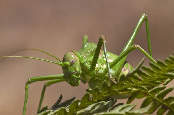 Steropleurus pseudolus Saddle Bush-cricket large grasshopper with no wings green endemic to the south of the Iberian Peninsula — Stock Photo, Image