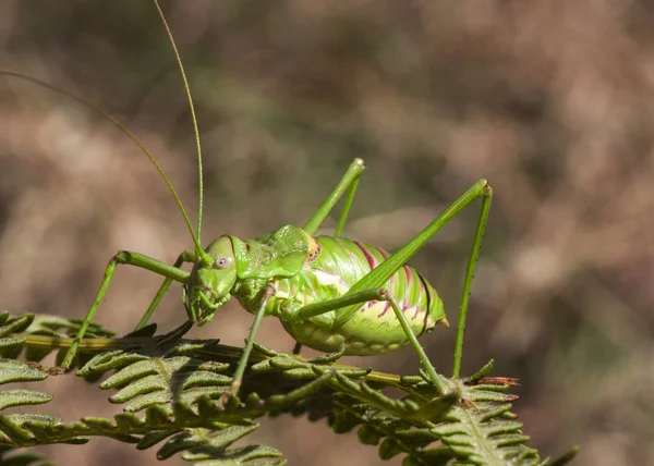 Steropleurus pseudolus Saddle Bush-cricket gran saltamontes sin alas verde endémica al sur de la Península Ibérica —  Fotos de Stock