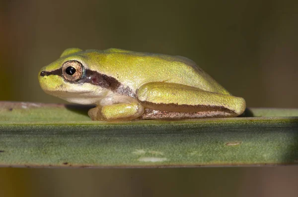 Hyla meridionalis medelhavsträd groda vackra omogna exemplar av denna lilla trädgroda uppflugen på Asphodelus blad i ett översvämmat område — Stockfoto