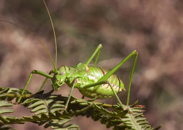 Steropleurus pseudolus Siodło Bush-świerszcz duży konik polny bez skrzydeł zielony endemiczny na południe od Półwyspu Iberyjskiego — Zdjęcie stockowe