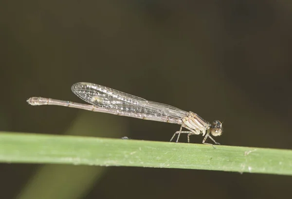 Ischnura graellsii Iberian Bluetail delicate damselfly perched in reed specimen just emerged from the exuvia even with light colors not yet final — Stock Photo, Image
