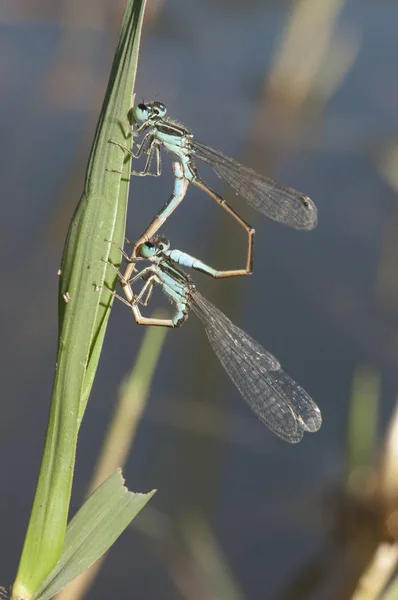 Ischnura graellsii Iberiska Bluetail hane och hona par parning känsliga arter av jungfru i svart blått och brunt — Stockfoto