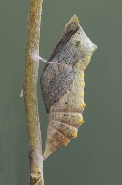 Papilio machaon yaygın sarı koza kırlangıcı yumurtadan çıkmak üzere rezene sapına asılı.