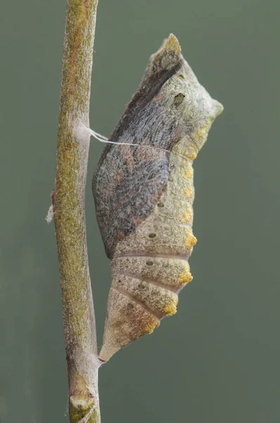 Papilio machaon amarelo comum chrysalis engolir cauda prestes a eclodir pendurado em um caule de erva-doce — Fotografia de Stock