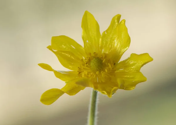 Ranunculus bullatus güz çiçeği sarı düğün çiçeği ve sonbahar çiçekleri bazen çayırları dolduran binlerce numune. — Stok fotoğraf