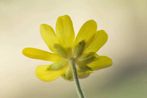 Ranunculus bullatus güz çiçeği sarı düğün çiçeği ve sonbahar çiçekleri bazen çayırları dolduran binlerce numune. — Stok fotoğraf
