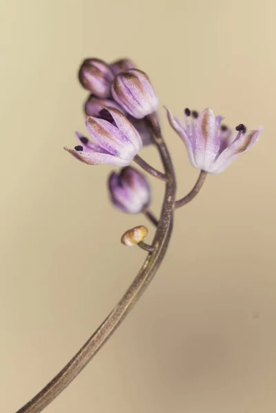 Scilla otoñal Otoño Squill Invierno Jacinto pequeña flor púrpura que aparece en otoño después de las primeras lluvias delicadas y apenas 10 cm de altura — Foto de Stock