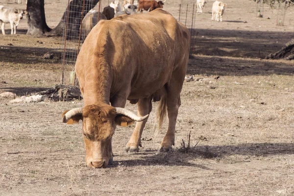Αγελάδα βόσκηση σε ένα δρύινο αγρόκτημα στην Ανδαλουσία σε ένα φρικτά ξηρό φθινόπωρο στη μέση της ξηρασίας — Φωτογραφία Αρχείου