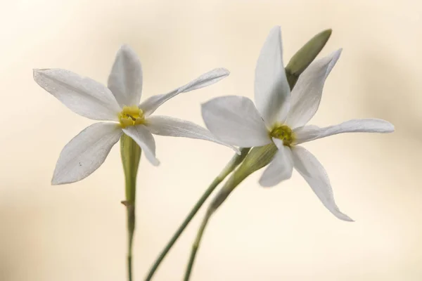 Narcissus serotinus es un pequeño narciso blanco endémico al suroeste de la Península Ibérica que crece en prados soleados a veces con miles de ejemplares —  Fotos de Stock