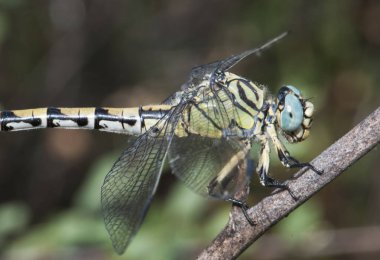 Onychogomphus forcipatus yeşil gözlü kanca Büyük sarı ve siyah yusufçuk kuyruklu büyük mavi gözlü