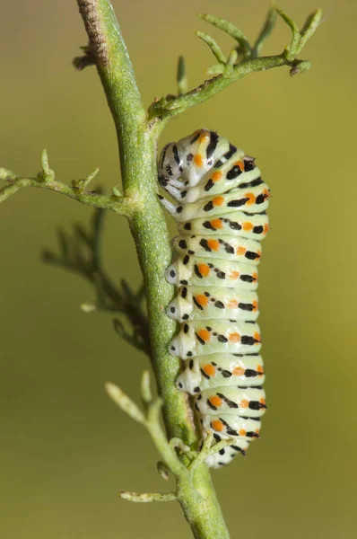 Papilio machaon caterpillar Eski Dünya ya da yaygın sarı kırlangıç, tırtıl ve krizalit veya pupa yoğun renklerde toksik taklitçi pupa ile kökü — Stok fotoğraf