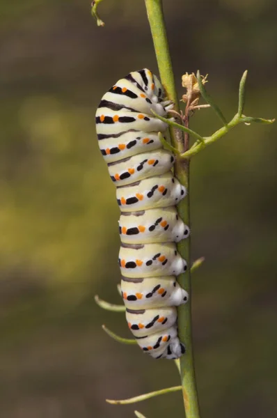 Papilio machaon caterpillar Eski Dünya ya da yaygın sarı kırlangıç, tırtıl ve krizalit veya pupa yoğun renklerde toksik taklitçi pupa ile kökü — Stok fotoğraf