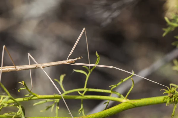 Leptynia hispanica Spaanse Stick Insect dier van ongeveer 8 cm dat is niet ongewoon om te vinden voeden met verschillende planten in het voorjaar — Stockfoto