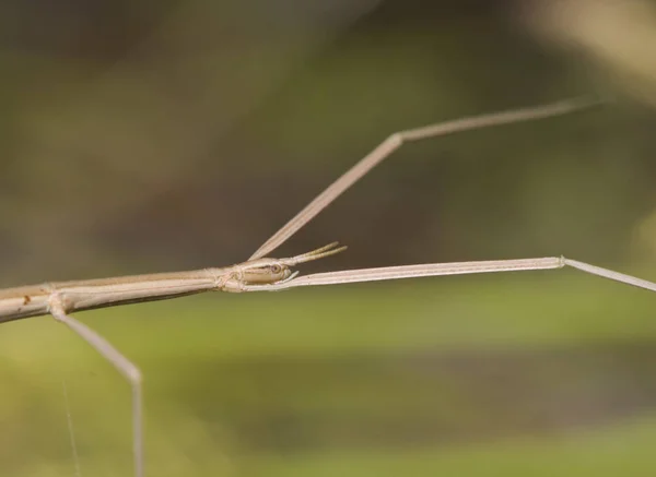 Leptynia hispanica Spanish Stick Insect animal of about 8 cm that is not uncommon to find feeding on different plants in spring — Stock Photo, Image