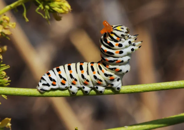 Papilio machaon gewone gele of oude wereld swalowtail rups op de Ruta montana plant defensieve houding van de osmeterium defensieve orgaan dat een afstotende vloeistof produceert — Stockfoto