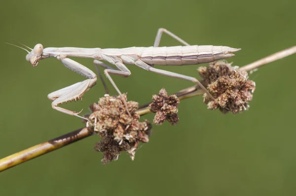 Bidsprinkhaan nimf klein insect nog jong, amper twee centimeter lang, stalkend op een riet wachtend op een prooi om te eten — Stockfoto