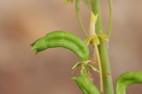 Reseda faj festők rakéta vagy gyom hegesztés gyapjú és sárga gyom zöld gyümölcs ez a növény — Stock Fotó