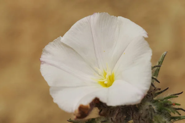 Convolvulus lanuginosus bindweed rano chwała piękny biały kwiat w kształcie dzwonu z owłosionymi łodygami — Zdjęcie stockowe