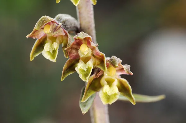 Epipactis microphylla il piccolo elleborino di foglia la piccola orchidea di montagna con fiori abbastanza marroni — Foto Stock