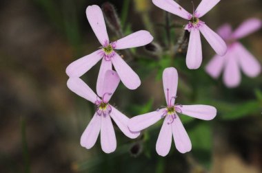 saponaria ocymoides kaya sabunu ya da yuvarlanan Ted güzel pembe çiçek kökü sabun olarak kullanıldı.
