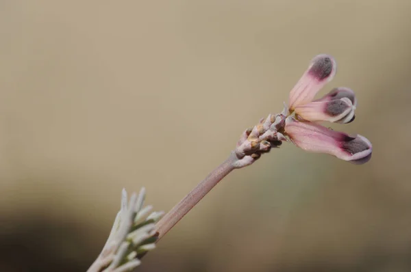 Platycapnos saxicola pianta endemica nel sud-est della penisola iberica con colori viola e preziosi — Foto Stock