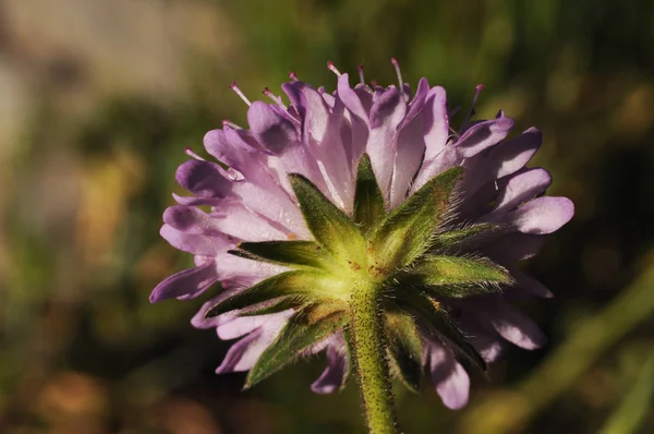 Scabiosa-Art Nadelkissen Blume schöne lila Blume auf unkonzentriertem grünen Hintergrund — Stockfoto