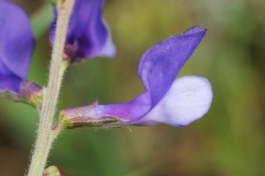 Vicia onobrychioides bahçe veçleri parlak mavi baklagil çiçeği