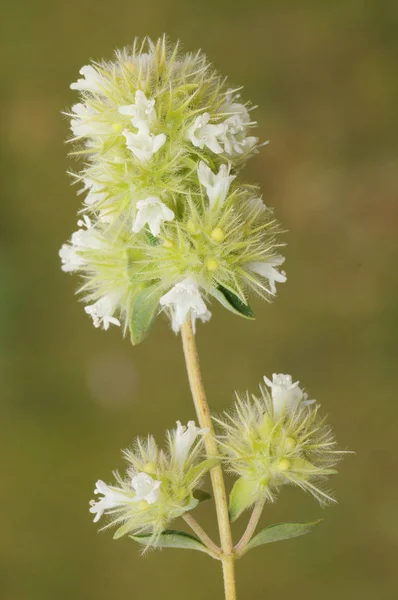 Thymus mastichina mastich thyme Испанская Marjoram ароматическое растение с вкусным запахом и лечебными свойствами деликатные белые цветы — стоковое фото