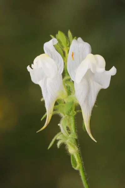 Linaria verticillata subsp lilacina Tibouchina Tigre pera Timothy Toadflax hermosa flor con aspecto de dragón y color blanco con venas púrpura —  Fotos de Stock