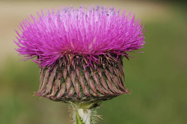 Carduus platypus subsp granatensis musk Thistle plant with large deep purple flower — Stock Photo, Image