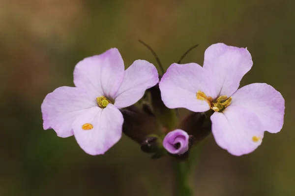 Erysimum popovii hermoso wallflower cruciferous con flores púrpura que aparece en las montañas de Andalucía Central y Occidental, donde es endémica —  Fotos de Stock