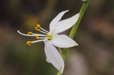 Antericum liliago St Bernards. Liliaceae ailesinin güzel beyaz çiçeği. Gök mavisi taç yapraklarıyla.