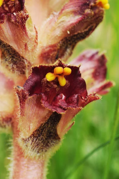 Orobanche cf latisquama broomrape pasożytnicza roślina z ciemnoczerwonymi kwiatami i głębokimi żółtymi łodygami — Zdjęcie stockowe