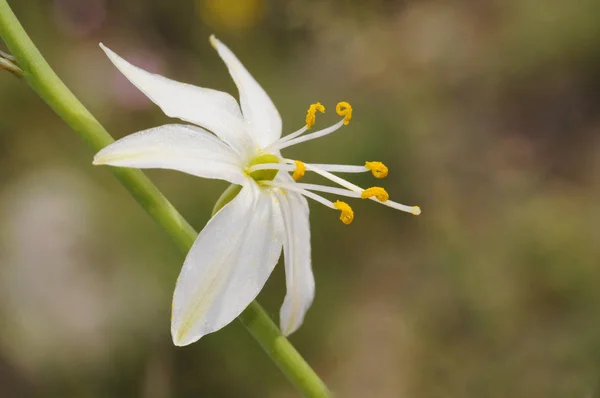 Anthericum liliago San Bernardo lirio hermosa flor blanca de la familia Liliaceae con pétalos ceruleos —  Fotos de Stock