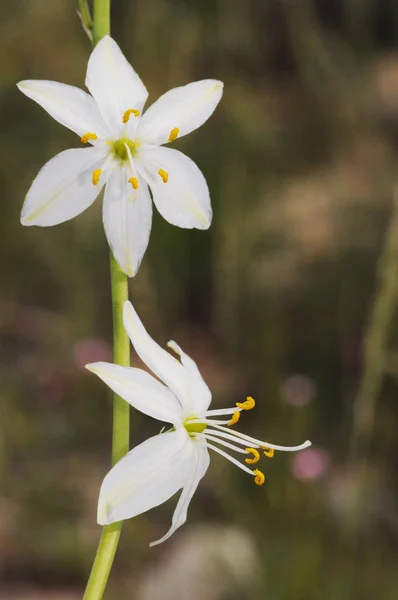 Antericum liliago St Bernards. Liliaceae ailesinin güzel beyaz çiçeği. Gök mavisi taç yapraklarıyla. — Stok fotoğraf