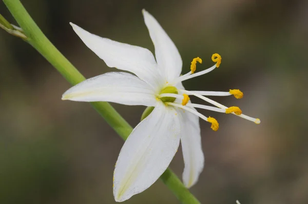 Anthericum liliago San Bernardo lirio hermosa flor blanca de la familia Liliaceae con pétalos ceruleos —  Fotos de Stock
