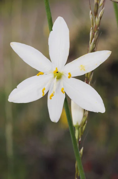 Anthericum liliago St Bernards lily lovely white flower of the family Liliaceae with cerulean-like petals — Stock fotografie