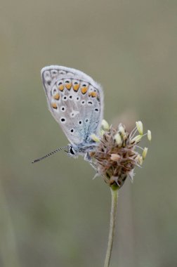 Polyommatus icarus celina. Lycaenidae familyasından yaygın mavi bir kelebek.