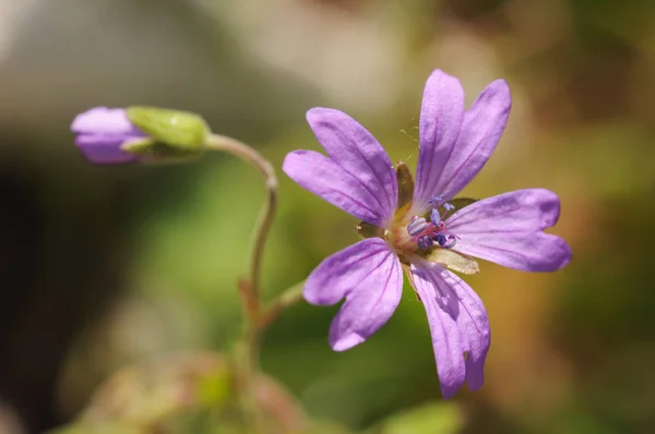 Geranium pyrenaicum Hedgerow Cranesbill small purple pink flower that grows in mountain areas in Andalusia — Stock Photo, Image