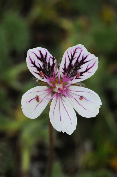 Erodium cheilanthifolium heronsbill cigüeña flor púrpura con áreas negras de la familia Geraniaceae —  Fotos de Stock