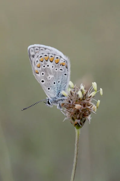 Polyommatus icarus celina common blue small butterfly of the family Lycaenidae perched on a Plantago — Stock Photo, Image
