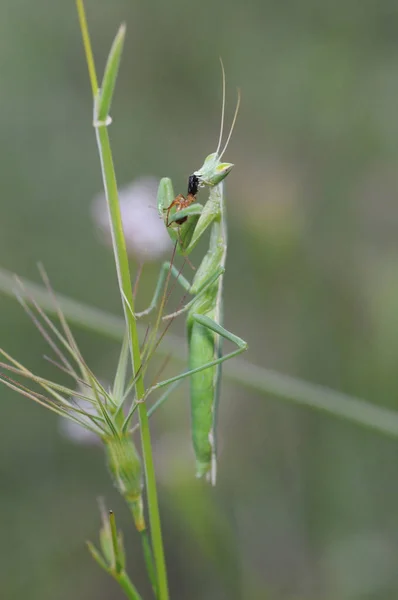Ameles cf picteti Europese dwergbidsprinkhaan klein groen insect verslindt een prooi — Stockfoto