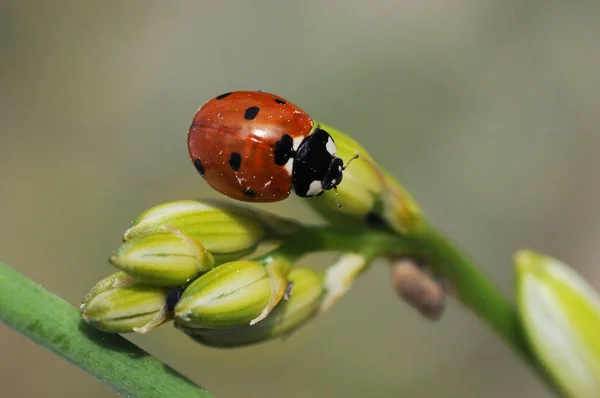 Coccinella septempunctata sedmiskvrnitá beruška je nejběžnějším druhem tohoto červenočerného brouka, který bojuje proti mšicím škůdcům — Stock fotografie